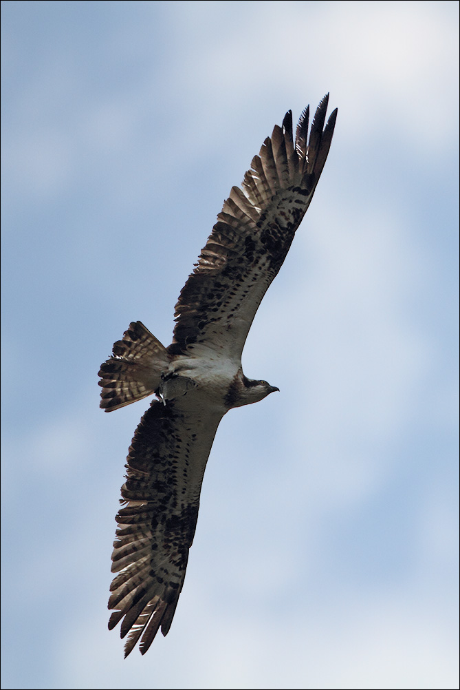 Falco pescatore